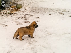 Belle at 7 Weeks