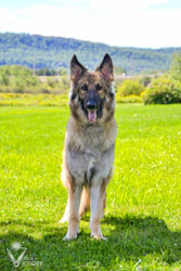 Belle standing at 18 months