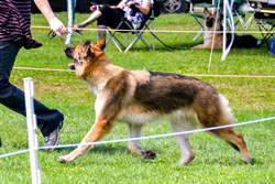 Belle moving in the ring at 18 months