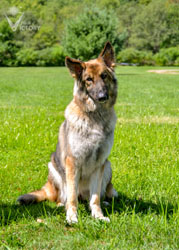 Belle sitting with a head tilt