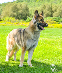 Belle standing in the grass