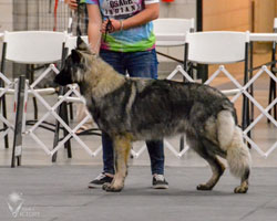 Petra at 1 year in the ring