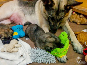 Hemi and Ducati at 2 weeks