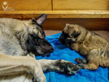 Hemi and Duster at 2 weeks