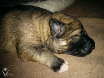 Duster at 1 Week