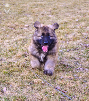 Bristol at 7 Weeks