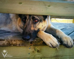 Hemi Peeking Through Deck