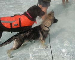 Baby Hemi in the Wave Pool