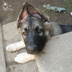 Hemi's Puppy Ears Up