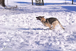 Hemi Running through the Snow