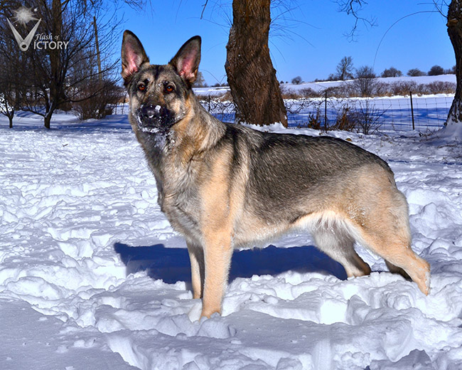 Hemi Standing in Snow