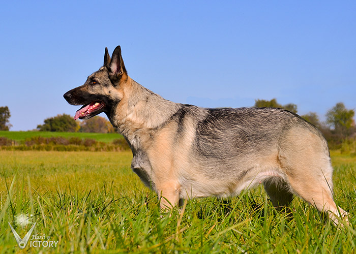 Hemi standing in the field