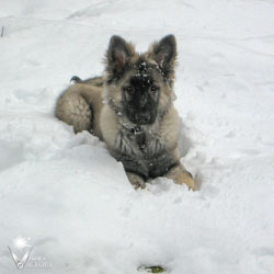 Piston sitting in the snow