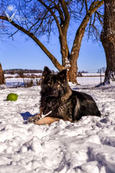 Piston enjoying the snow