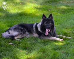 Piston showing off his long tongue