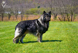 Piston looking noble in the field